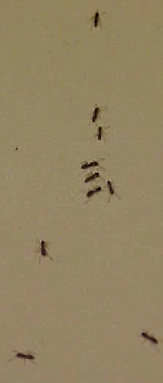 ants.jpg (23636 bytes)