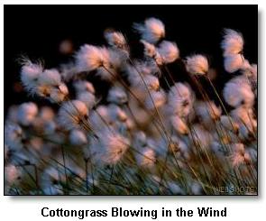 cottongrass.jpg (16402 bytes)