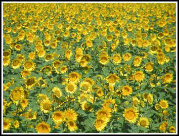 sunflowerfield.jpg (66319 bytes)