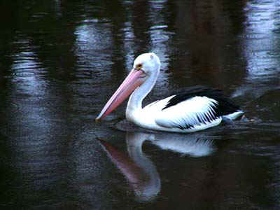 Denmark pelican.jpg (31560 bytes)