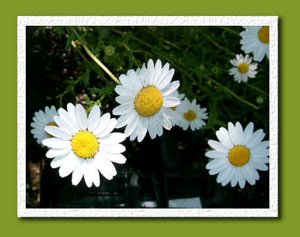 daisies.jpg (80202 bytes)