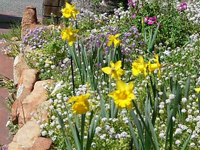 daffodils.jpg (89972 bytes)