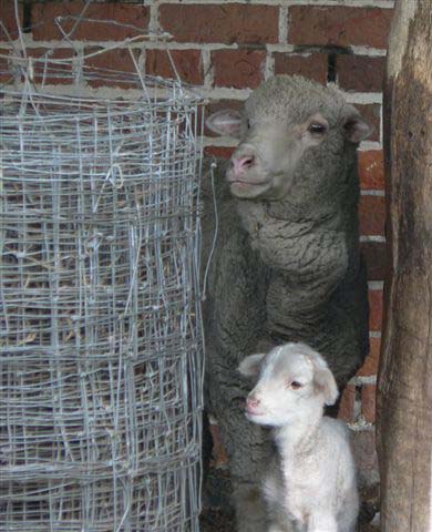 Sheep and lamb)