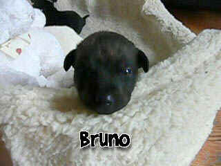 Bruno.jpg (34400 bytes)