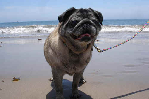 beach-dog.jpg (71546 bytes)