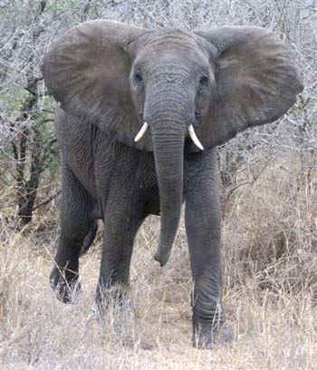 elephant.jpg (60949 bytes)