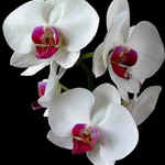 orchid.jpg (30343 bytes)