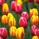 tulip.jpg (35949 bytes)