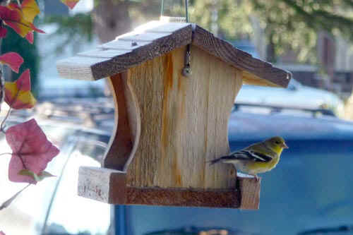 yellowbird.jpg (49633 bytes)
